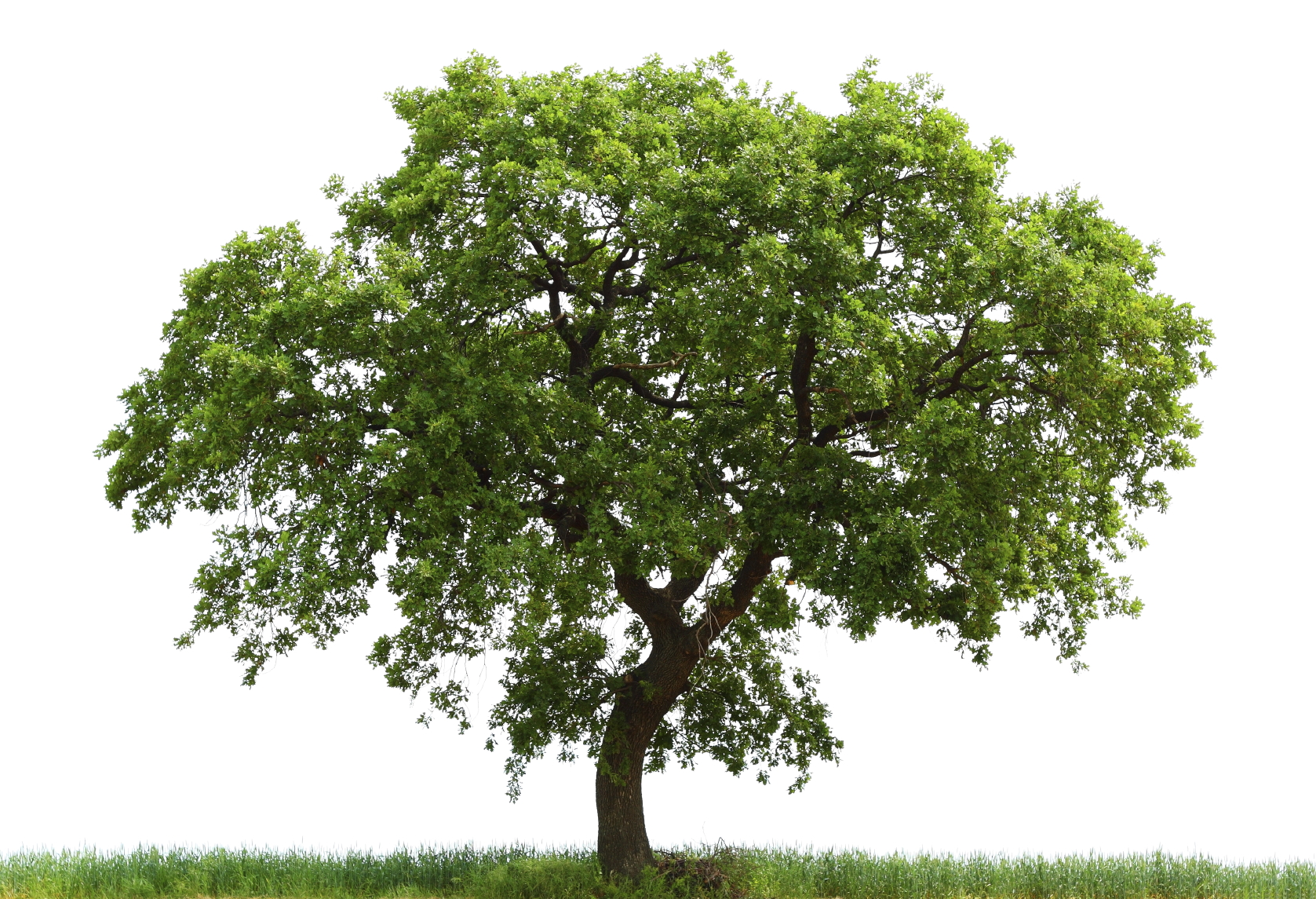 Tips To Manage Your Native Oak Trees