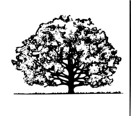 Trees   Oak Tree   Classroom Clipart