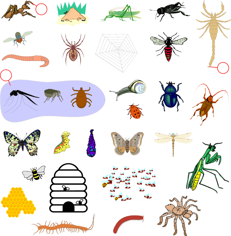           Insects                            