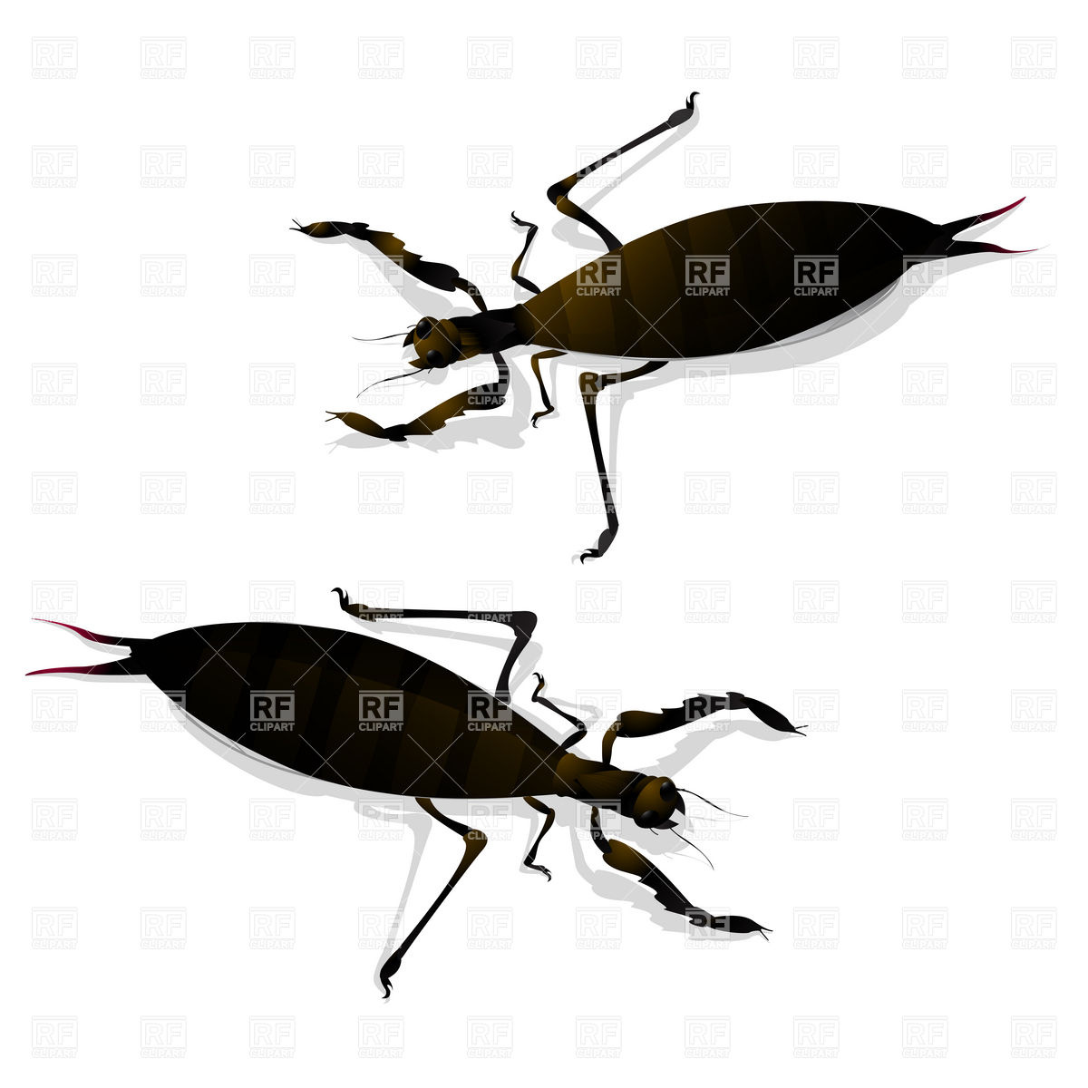 Two Large Insects Plants And Animals Download Royalty Free Vector