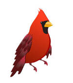 Cardinal Bird Stock Illustrations   Gograph