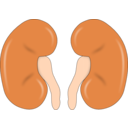 Kidney Clipart Kidney Clipart Collection