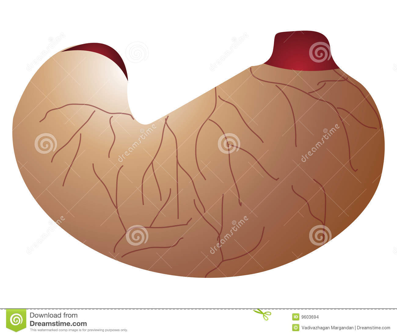 Kidney Table Clipart Cartoon Kidney
