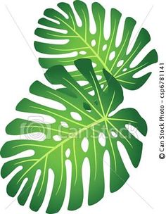 Tropical Clip Art On Pinterest   Clip Art Hibiscus And Tropical