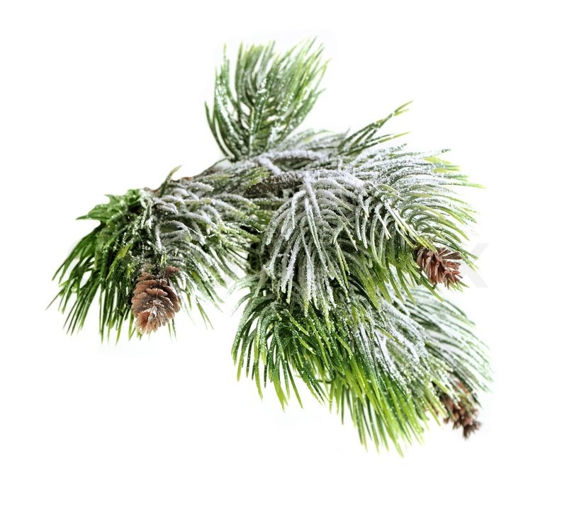 Christmas Evergreen Spruce Tree With Fresh Snow Isolated On White    
