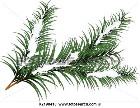 Clip Art Of Fir Branch K2198418   Search Clipart Illustration Posters
