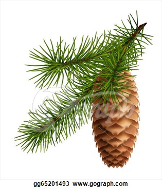 Clip Art   Pine Cone With Branch  Stock Illustration Gg65201493