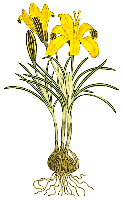 Crocus Crocus With Roots Flowers Spring Flower Yellow Crocus
