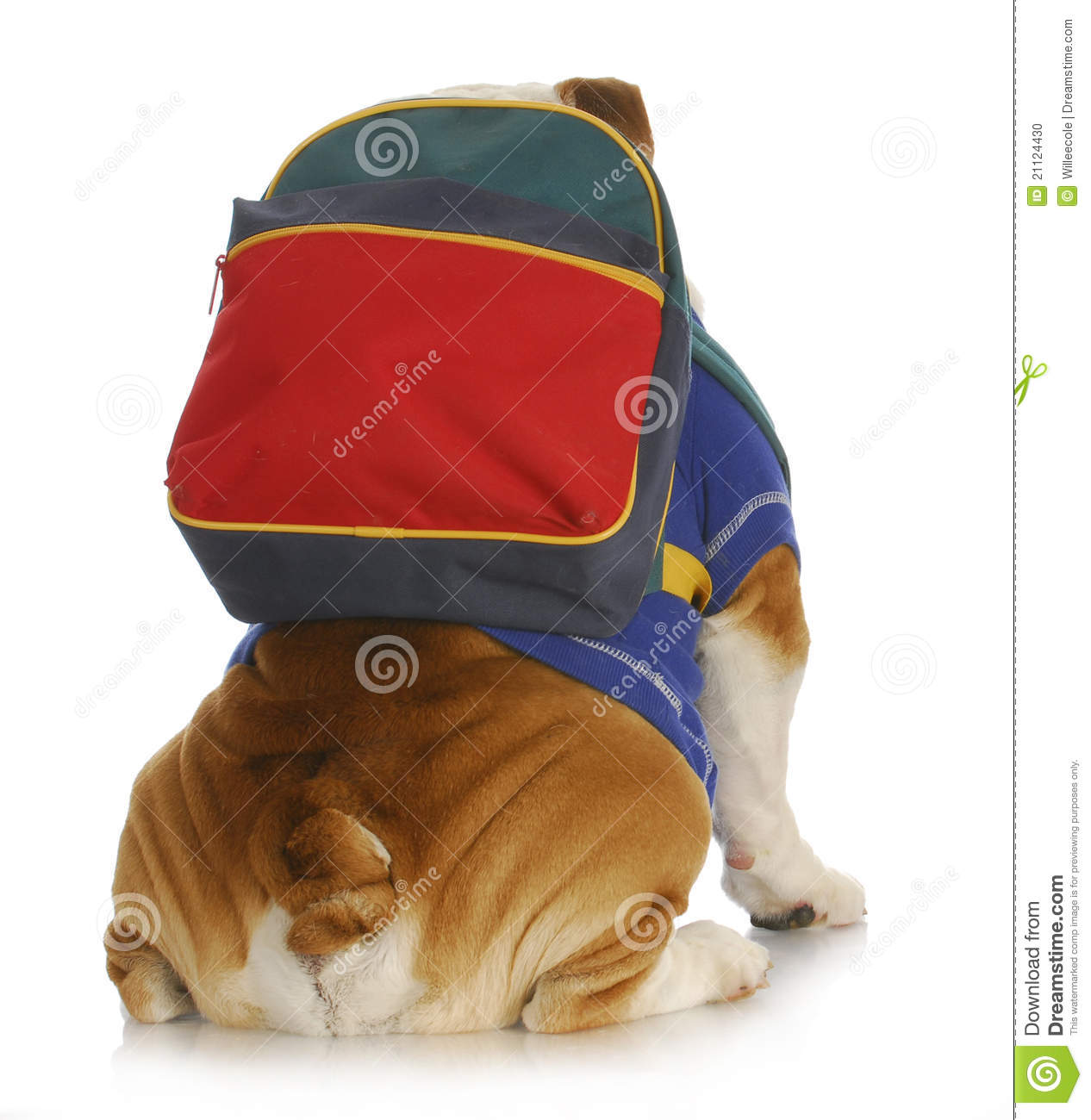 Dog Obedience School   English Bulldog With Back To Viewer Wearing    