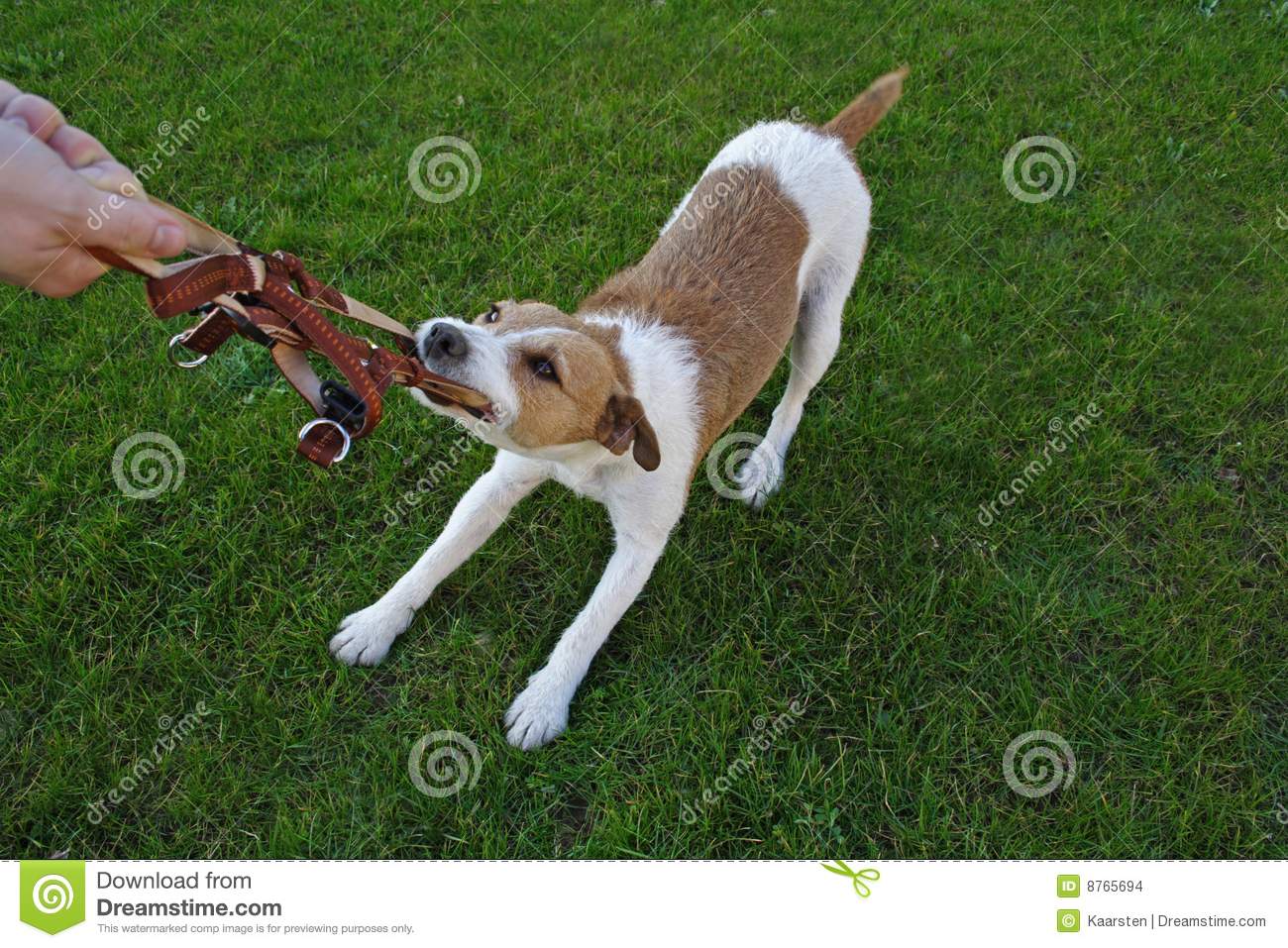 Dog Obedience School Stock Images   Image  8765694