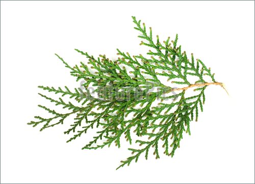 Evergreen Branch White Isolated Picture  Royalty Free Photo At