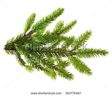 Evergreen Stock Photos Images   Pictures   Shutterstock