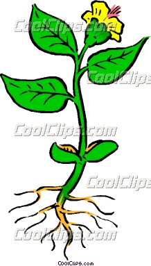 Flower Plant With Roots   Clipart Panda   Free Clipart Images