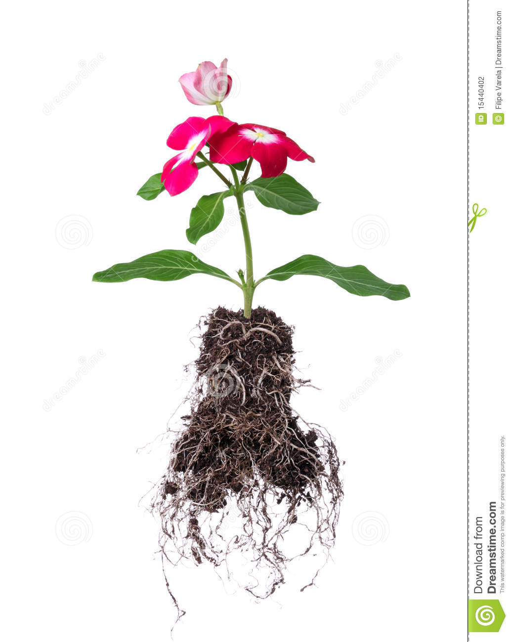 Flower Roots Clip Art Flower With Root Isolated On