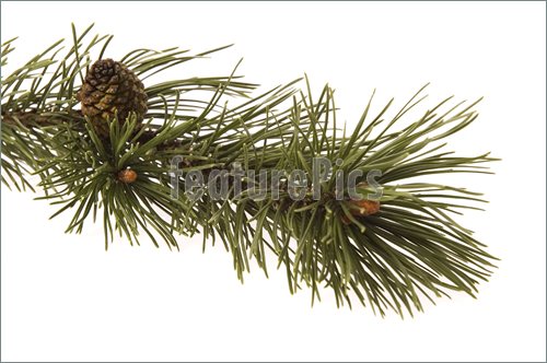 Picture Of Evergreen Branch  High Resolution Picture At Featurepics
