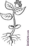 Plant With Roots Vector Greyscale Conversion