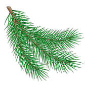 Spruce Branches Stock Illustrations   Gograph