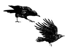 American Crow Stock Vectors Illustrations   Clipart