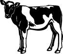 Vector Art Clip Art Cow Animal Breeds Cattle Farm Holstein
