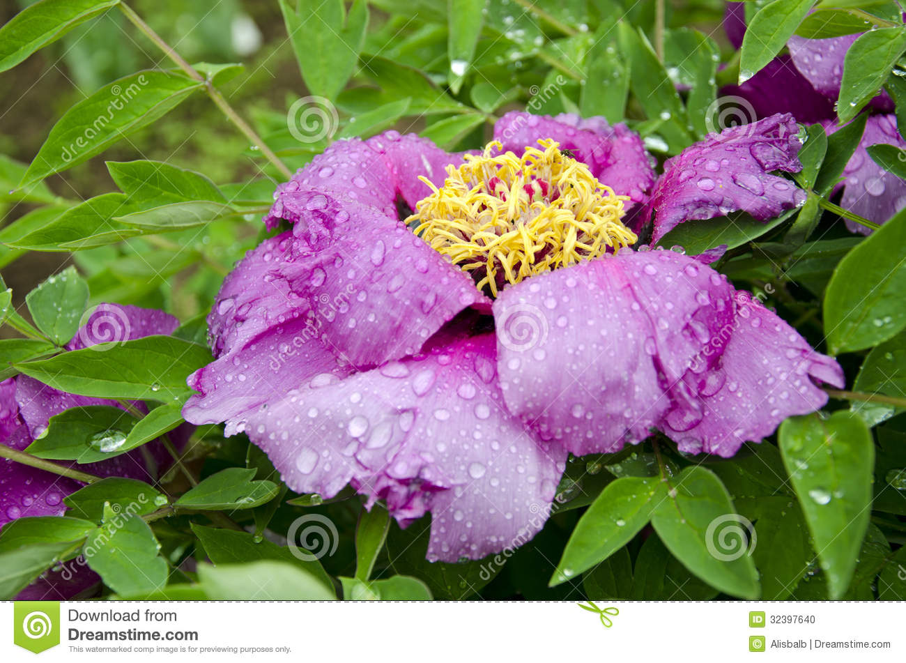 Beautiful Summer Peony Blossom With Rain Drops Stock Photo   Image