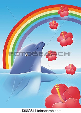 Dolphin With Rainbow And Hibiscuses Painting Illustration View Large