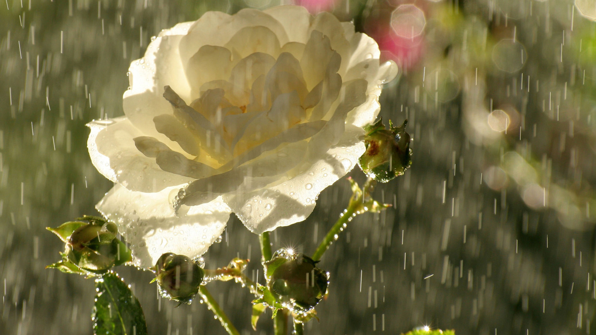 Garden White Rose In The Rain Wallpapers And Images   Wallpapers