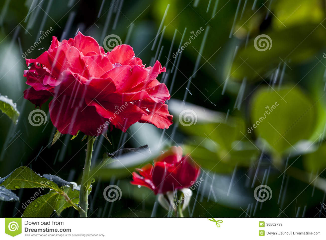 Rose In A Hard Summer Rain Royalty Free Stock Photos   Image  36502738