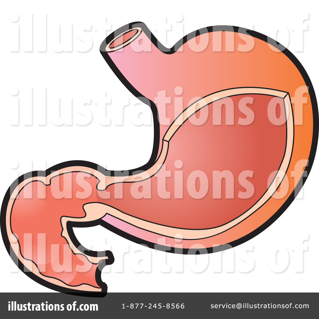 Stomach Clipart  228090 By Lal Perera   Royalty Free  Rf  Stock    