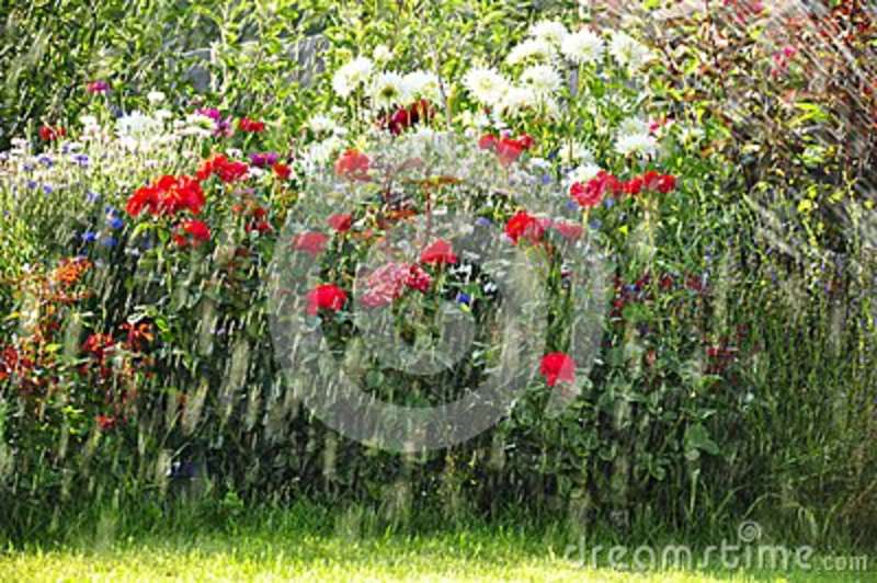 Summer Rain In Garden Stock Photo   Image  43008939