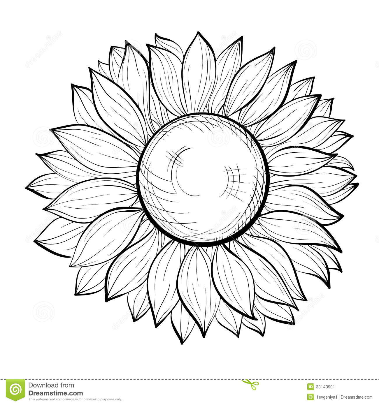 Beautiful Black And White Sunflower Isolated On White Background Stock
