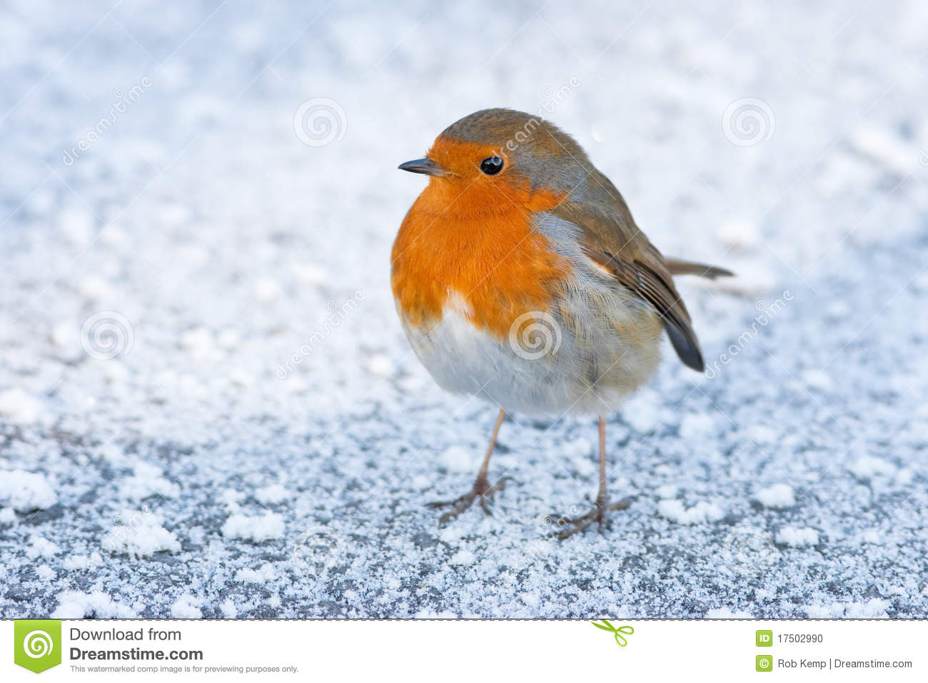 Christmas Winter Robin On Icy Snowy Ground Stock Photo   Image