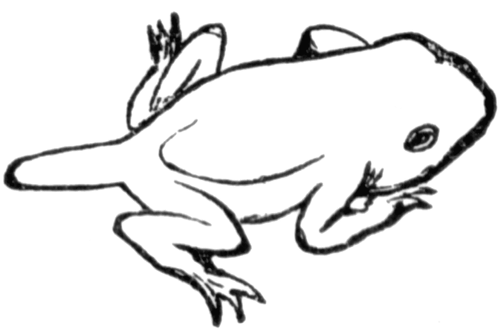 Clip Art Toad