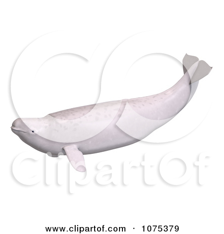 Clipart 3d White Juvenile Beluga Whale 3   Royalty Free Cgi