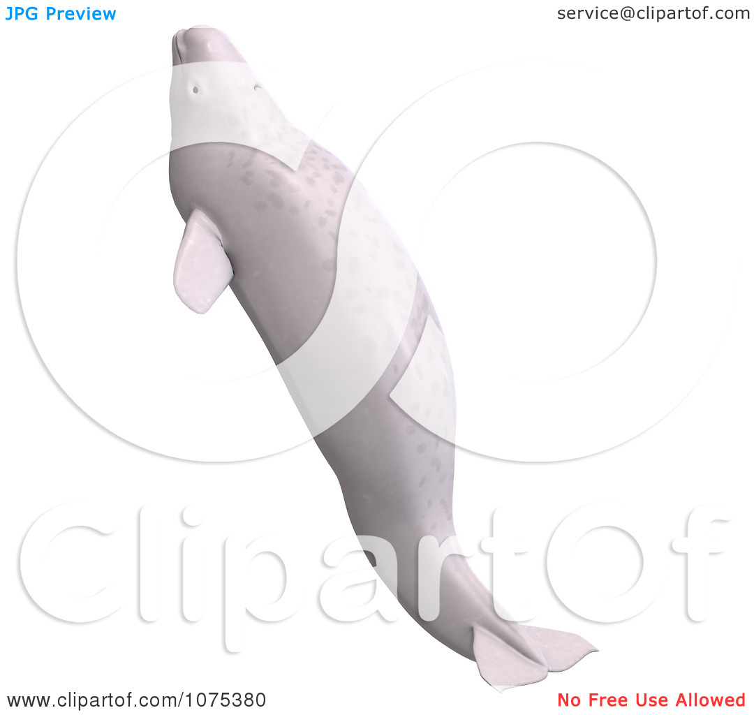 Clipart 3d White Juvenile Beluga Whale 4   Royalty Free Cgi