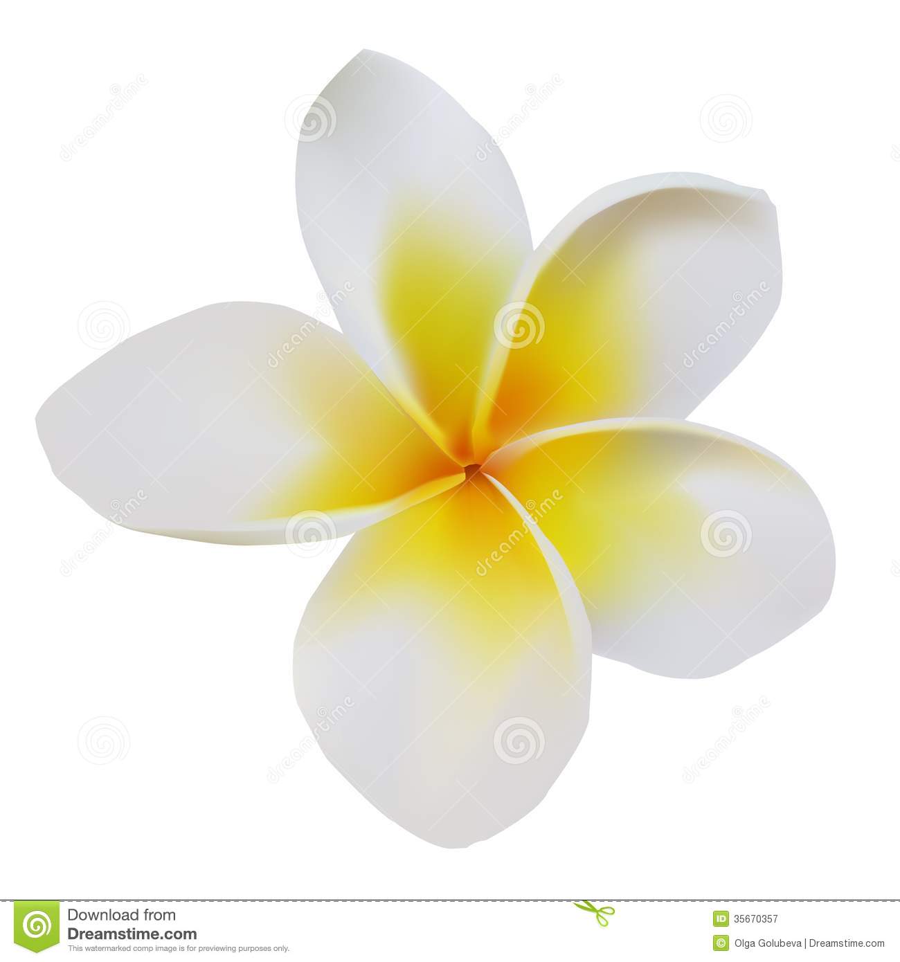 Flower Frangipani On Isolated White Background Mr No Pr No 2 592 1