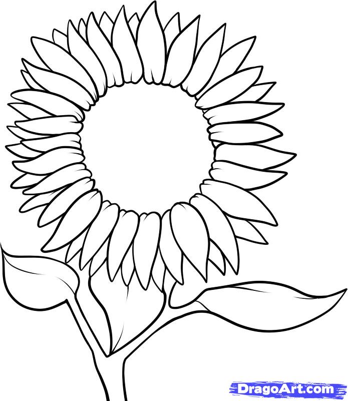 How To Draw A Sunflower Step By Step Flowers Pop Culture Free    