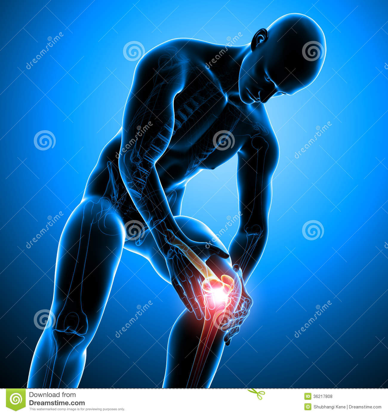     Of Transparent Male Skeleton With Knee Pain And Blue Background