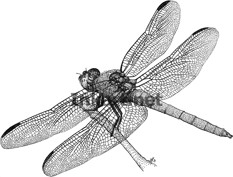29 Dragonfly Line Drawing Free Cliparts That You Can Download To You    