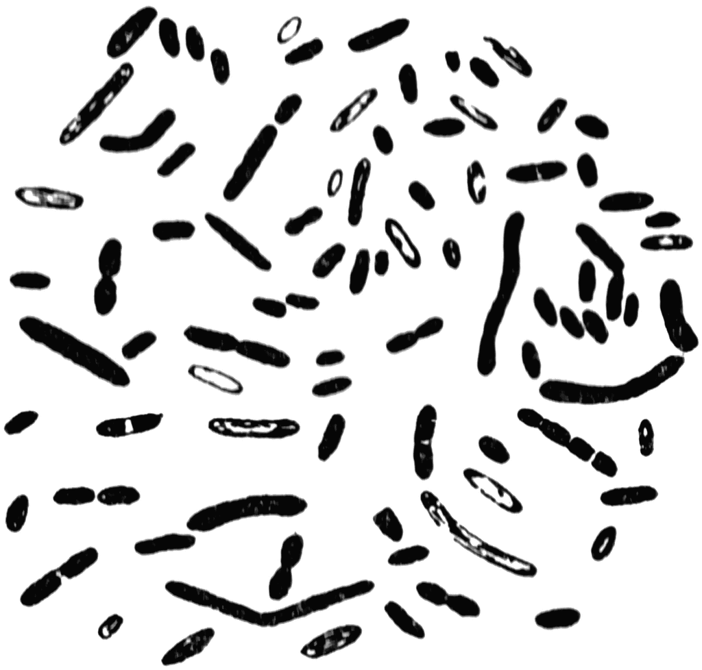 Bacteria   Clipart Etc