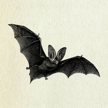 Bat Clip Art   A Photo On Flickriver