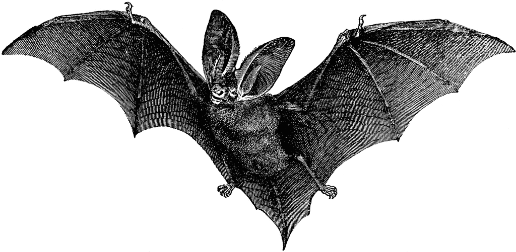 Brown Long Eared Bat   Clipart Etc