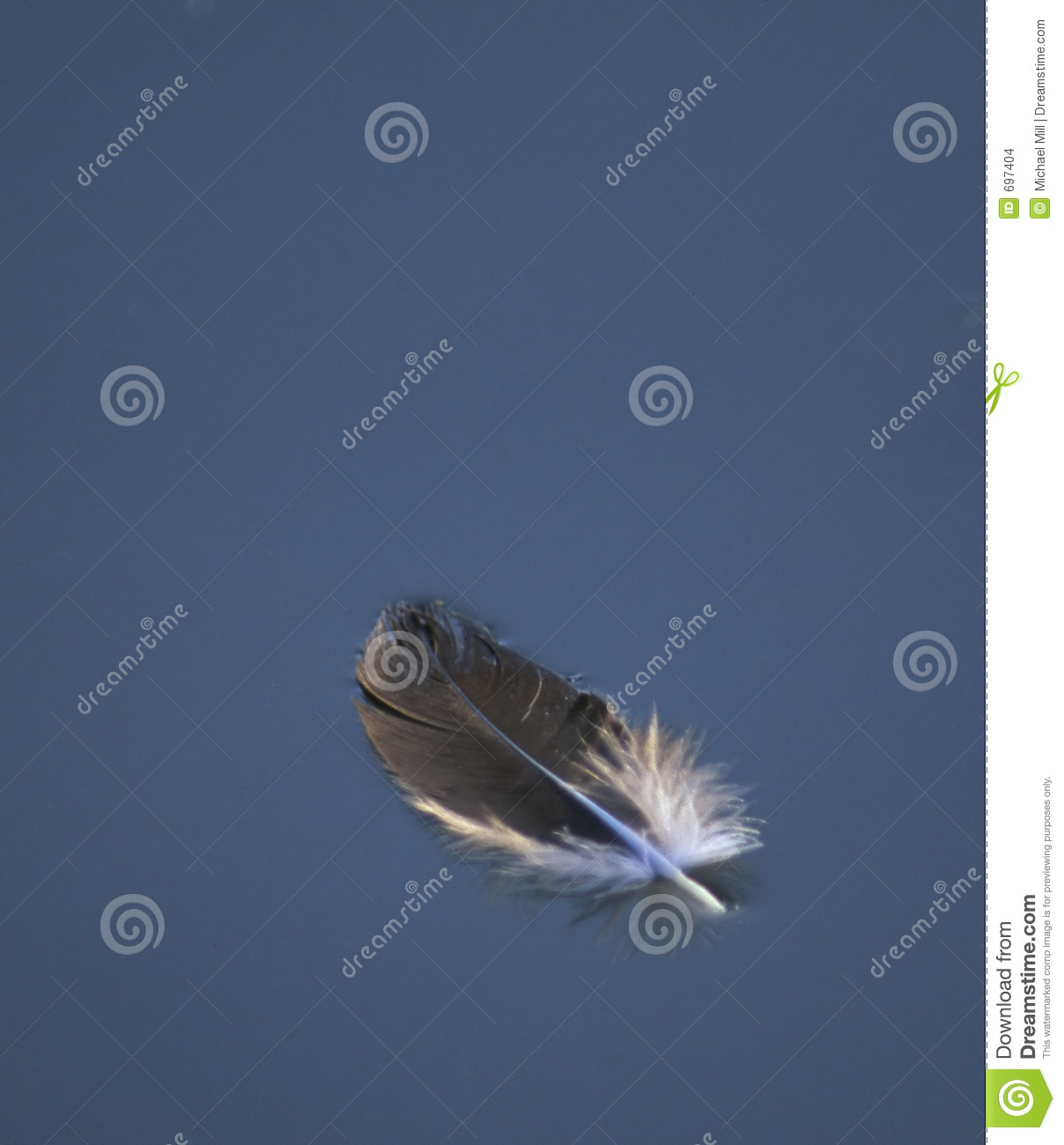 Floating Feather Stock Images   Image  697404