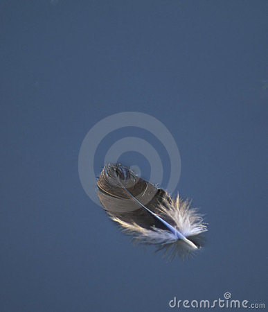 Floating Feather Stock Images   Image  697404