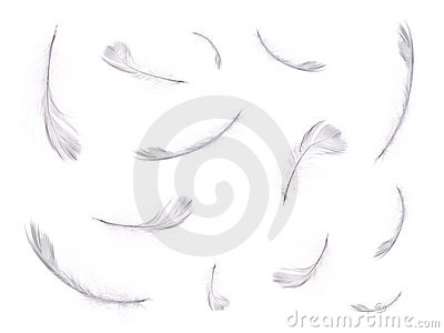 Floating Feathers Royalty Free Stock Images   Image  11810669