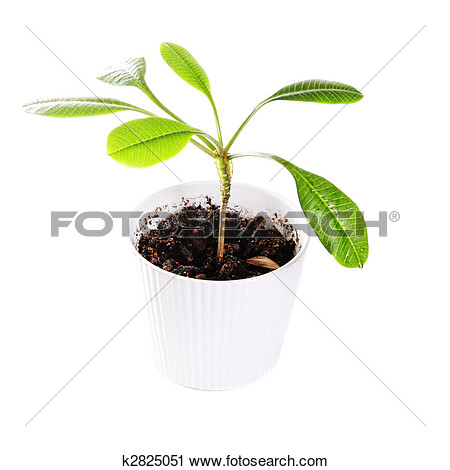 Indoor Croton Plant In Flowerpot Over White Background