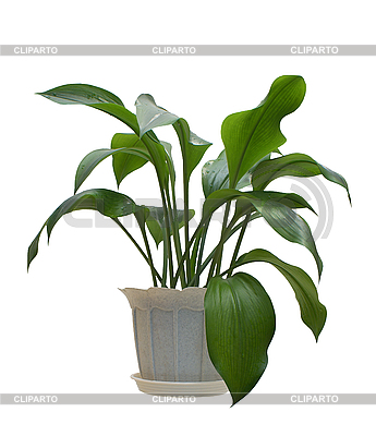 Indoor Plant    High Resolution Stock Photo   Cliparto