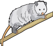 Possum Clip Art   Clipart Best