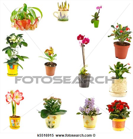 Stock Image   Collage Of Indoor Plants  Fotosearch   Search Stock    
