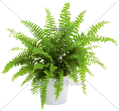 Stock Photo Fern In Planter Clipart   Image 61082007   Fern In Planter    