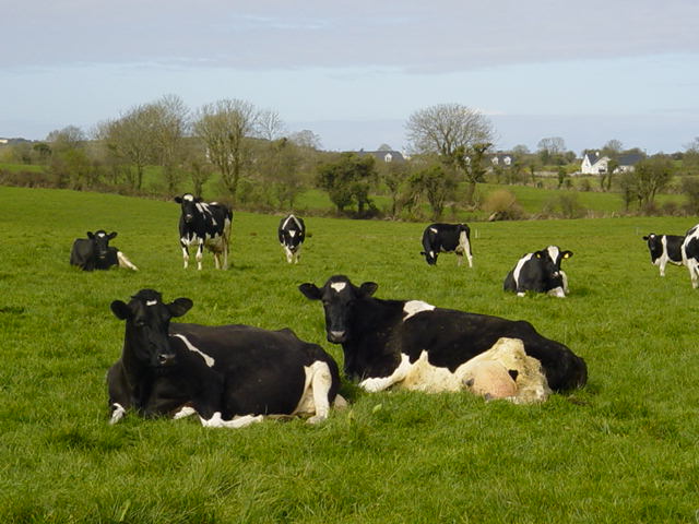 Dairy Herd